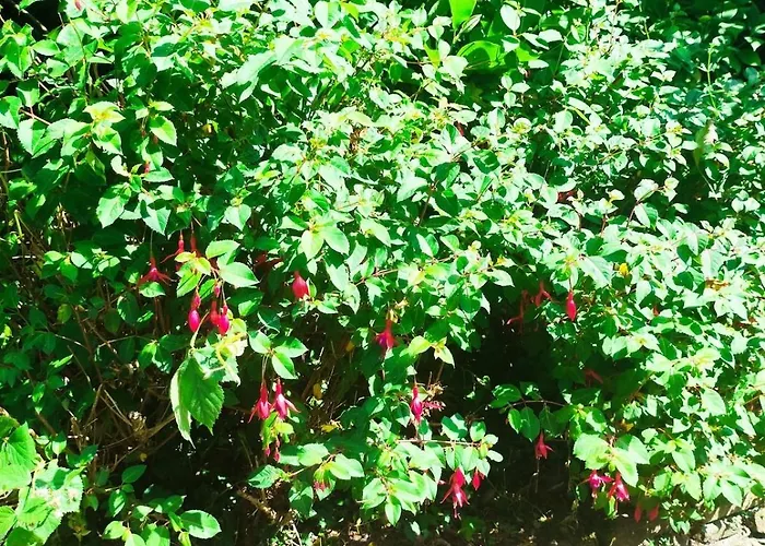 Charlesfort House Hébergement de vacances Ferns